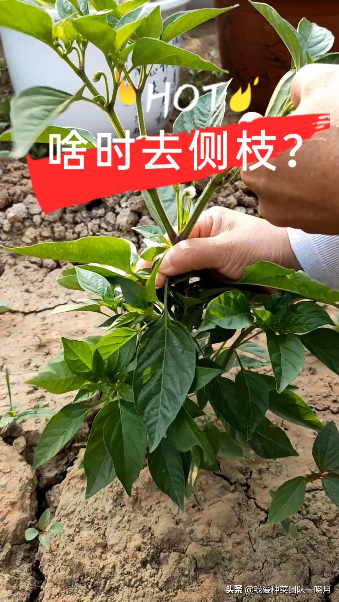 辣椒去侧枝是需要掌握好时机的,可别做错!