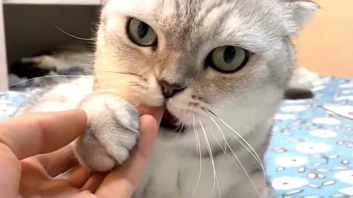 猫咪团子洗澡不让吹毛,竟气到自闭,这暴脾气是改不了了