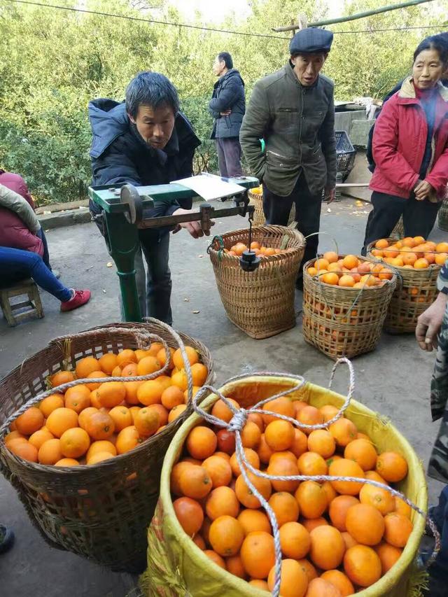 重庆大山里血橙收货的季节，六七十岁的老人挑100多斤健步如飞