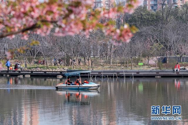 春天来了 上海市花白玉兰进入最佳观赏期