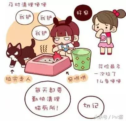 猫砂性价比大比拼，铲屎官值得一看