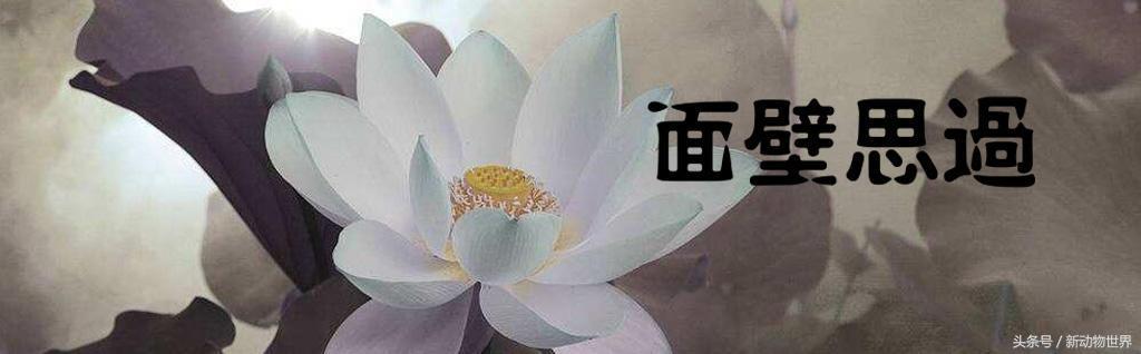远古时期有一种身高很矮的大象，才90公分，为何会这么矮呢？