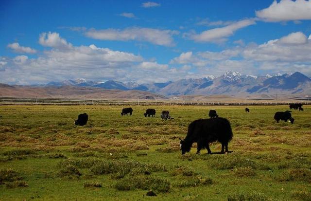 吃貨寶典丨世界三大高寒動物之一的牦牛肉，該怎么吃