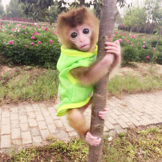 堪称世界上最可爱的猴子日本袖珍石猴
