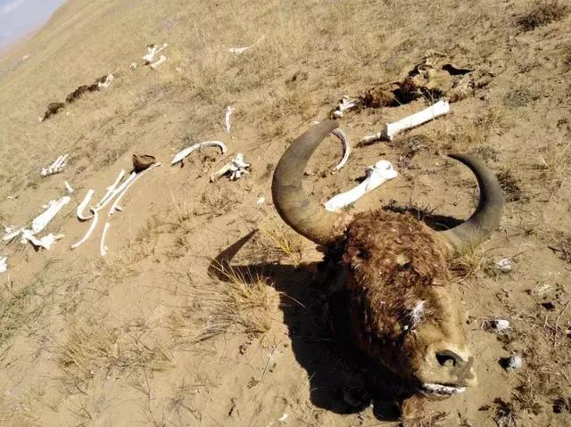 徒步“只见人进,不见人归”的昆仑山死亡谷是一种什么样的体验?