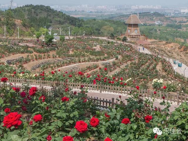 北京这片玫瑰园五一值不值得去，航拍告诉你