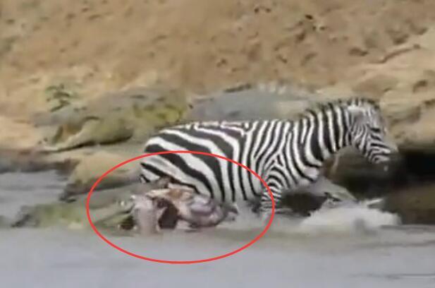 斑马被鳄鱼狠咬肚子后逃脱，不料内脏全外露，下一秒竟然如此！
