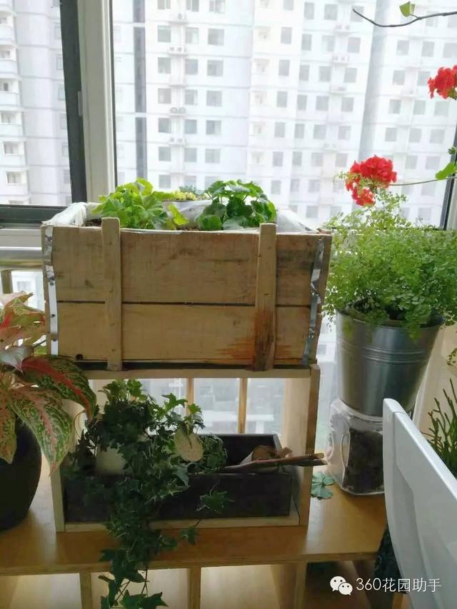 变废为宝--木箱变花箱，种上天竺葵好美-第24张图片