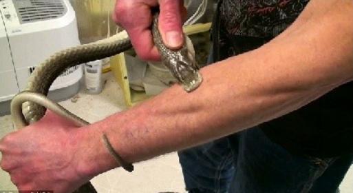 他过去16年来让毒蛇咬了自己160次，竟然是因为这个！