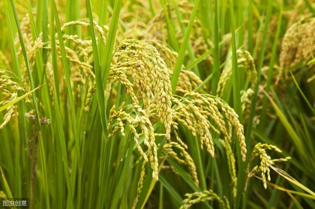 我国主要粮食之一的水稻，你知道正确的种植方法吗？
