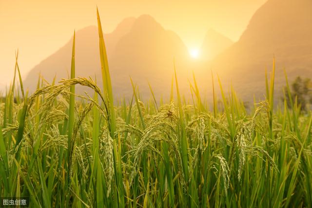 我国主要粮食之一的水稻，你知道正确的种植方法吗？