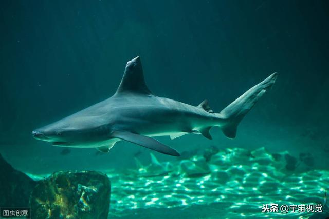 水里10中危险生物