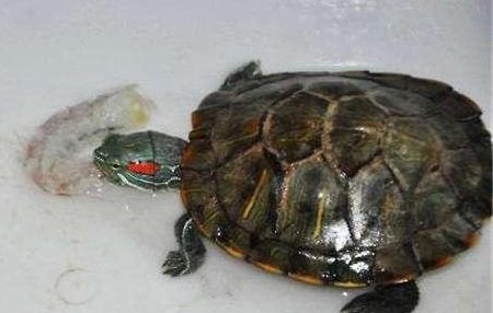 世界最受欢迎的宠物之——巴西红耳龟