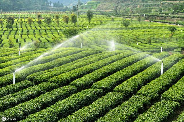 茶葉什麼時候採摘最合適？採摘後如何管理茶園，才能增產增收？
