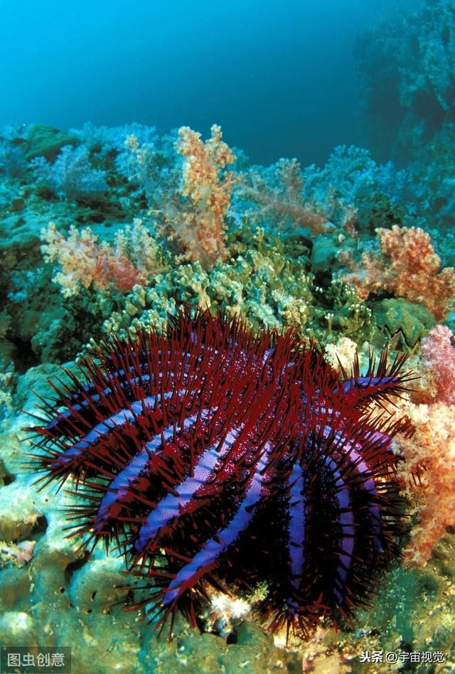 水里10中危险生物