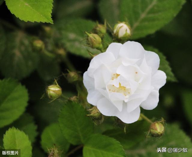 “花开荼蘼”与“荼靡花开”千年来真的有人读懂了吗？