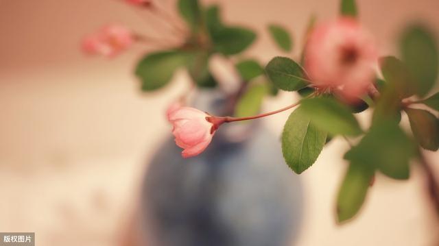 盆花女王秋海棠，你会照顾这个完美的植物吗？