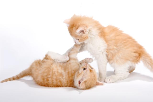 猫究竟是在玩耍照样在打架？分清之后，铲屎官就知道何时应该干预