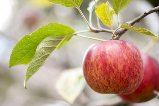 肺炎期间，吃什么水果可增强抵抗力？5种应季水果，不妨可多吃