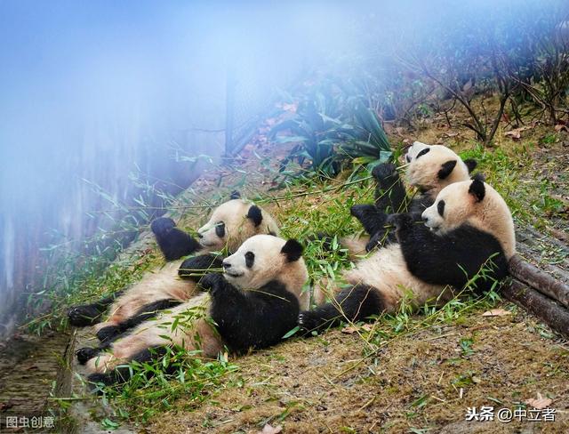 中国为什么会选择熊猫作为国宝呢？