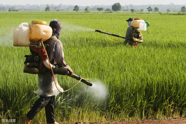 我国主要粮食之一的水稻，你知道正确的种植方法吗？