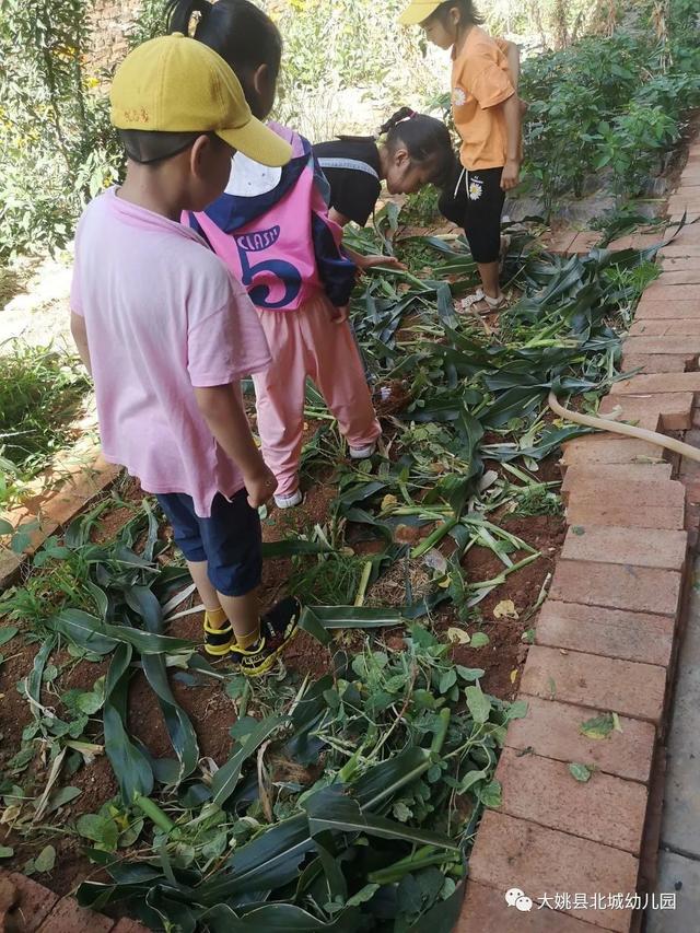 幼兒園自然教育與勞動實踐：“開心菜園”里的故事