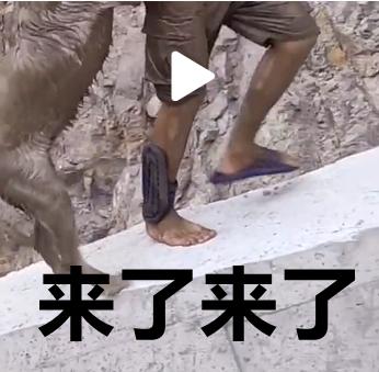 主人|盗窃欲拍晕主人结果把人打醒 迷惑！