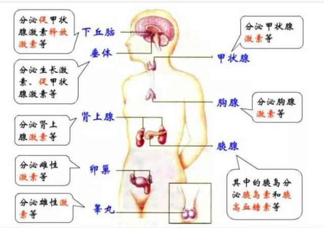 你不是“变丑”了，而是内分泌失调了！7个细节让它回到正轨