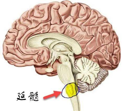 坤鹏论：还原论寻灵魂不遇 活力论复活助阵