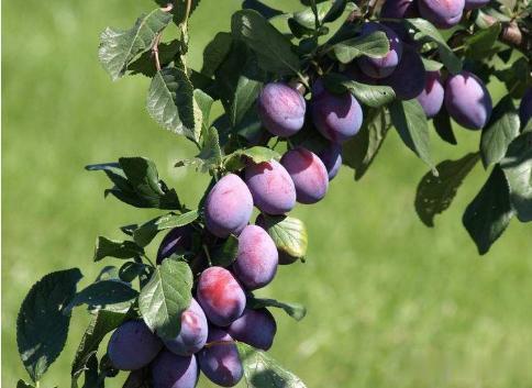 李子是我国三大原生水果之一，却被洋品种取代