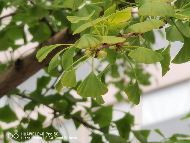 华为P40 Pro体验：用手机拍出好照片，其实真的很