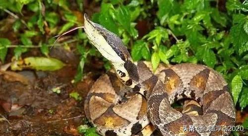 民间传说的五步蛇到底是什么蛇？它的毒性如何