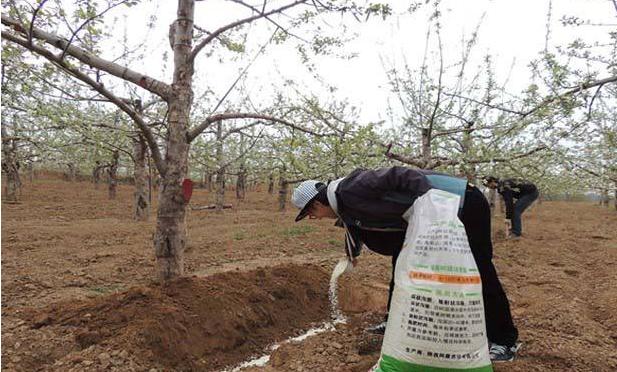 苹果树施肥的7个误区，你中招了几个？解决方法看这里