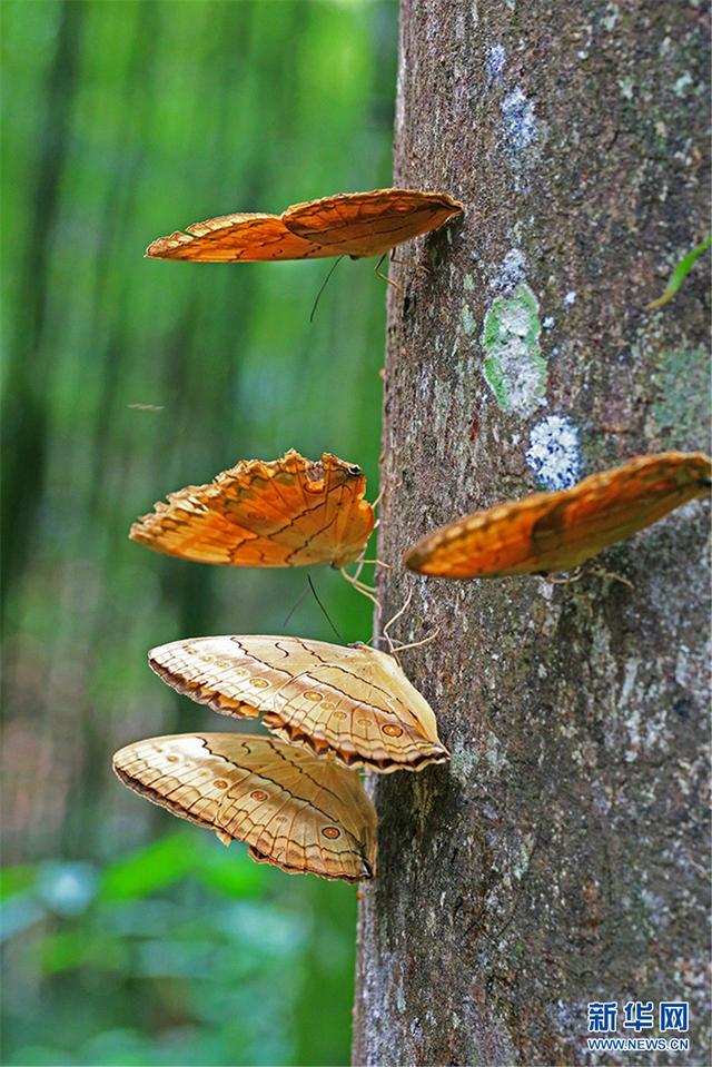 云南金平蝴蝶谷：上亿蝴蝶破茧成蝶 翩翩起舞宛
