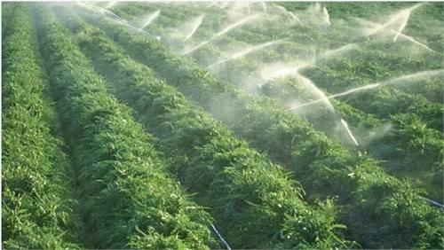 我國稻米種植技術，遠比美國要精致的多