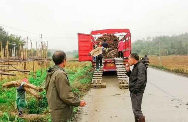 最费人工的甘蔗，木格白玉蔗甘蔗，你见过像树一样的甘蔗吗