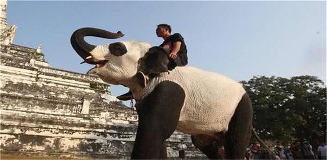 中国不借大熊猫，印度赌气造印度大熊猫，造型奇特惹人发笑