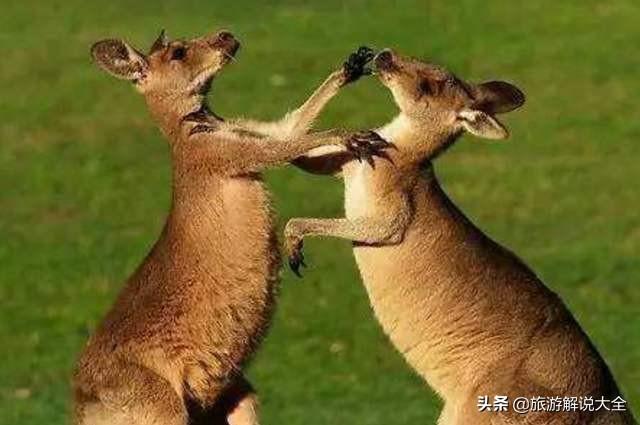“中国神器”澳洲走红，解决了他们麻烦，当地人：中国人真聪明