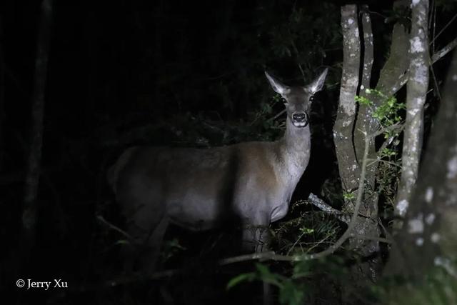 云南的夜探，才是中国夜探活动的王炸