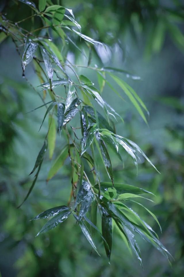 「一波」今日小暑 来一波和小暑有关的唯美图片发朋友圈