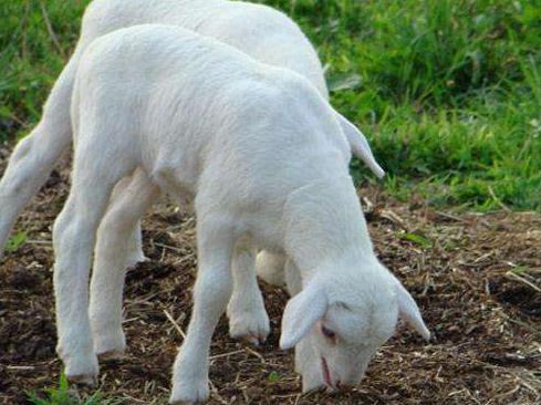 继厄瓜多尔进口虾后，葡萄牙羊发现痒病，中海关总署：已禁止相关产品