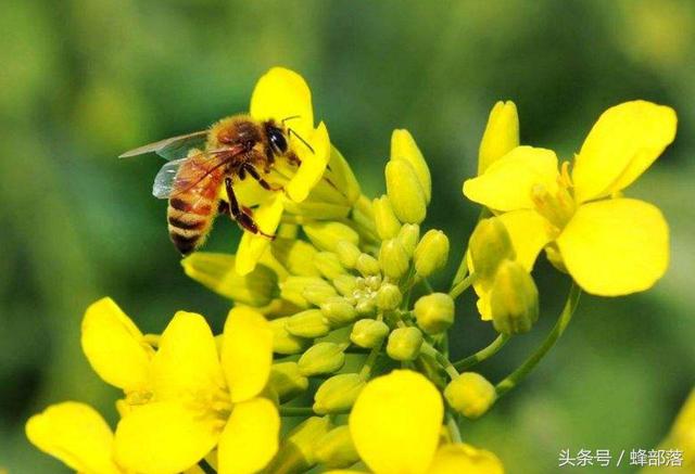 蜜蜂是如何将花蜜转变成蜂蜜的？这个过程很复杂