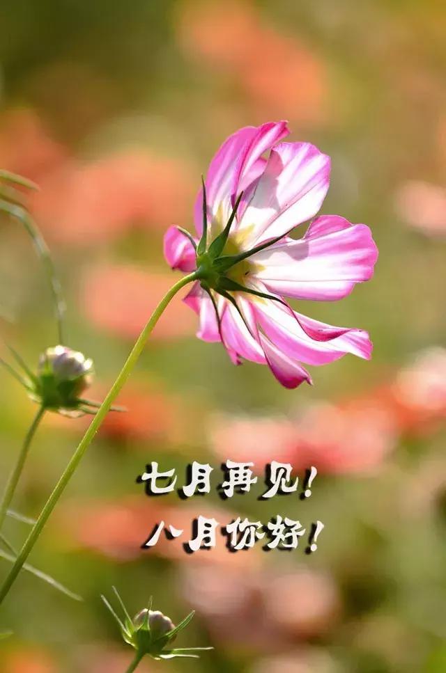 [你好]再见七月你好八月句子 亲爱的八月你好句子