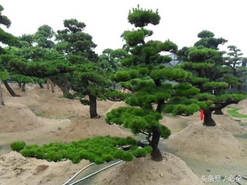 园林绿化苗木养护要点