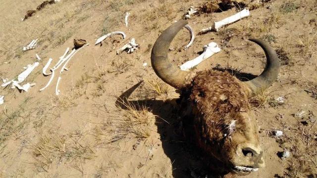 昆仑山的“死亡谷”，到处都是动物尸骸，这究竟是什么原因？