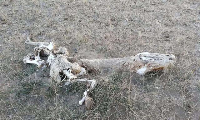 昆仑山的“死亡谷”，到处都是动物尸骸，这究竟是什么原因？