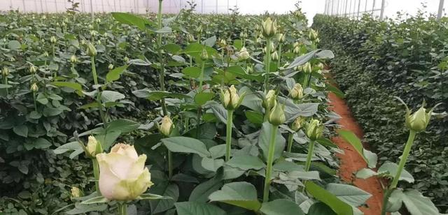 一束鲜花的进城之路：98天后，30%鲜花凋谢在路上