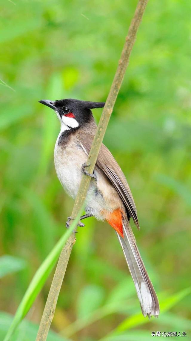 Ansible-免密登录与主机清单Inventory