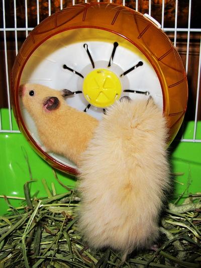 西施熊