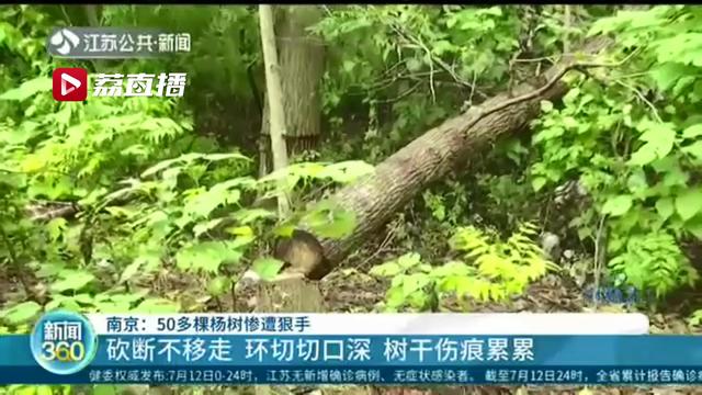 谁这么缺德！南京江北50多棵杨树惨被“黑手”环切：或缺养分供应枯萎而亡